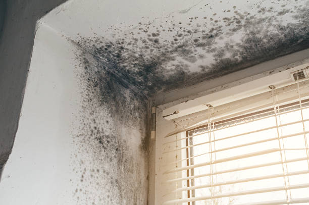 Affordable Basement Mold Removal solutions in Yorktown, VA